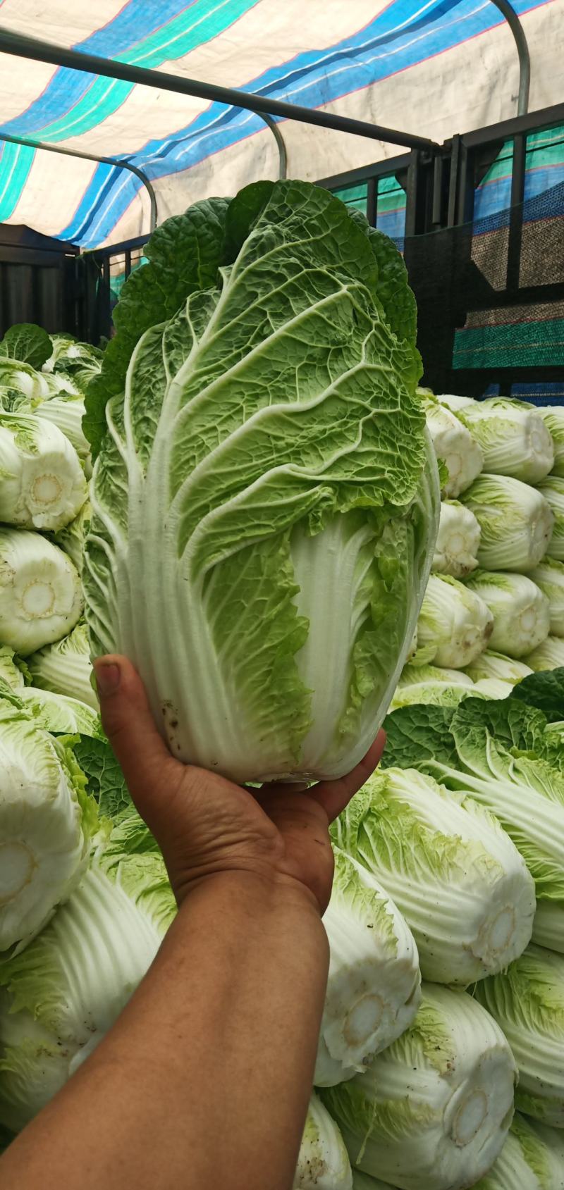大白菜