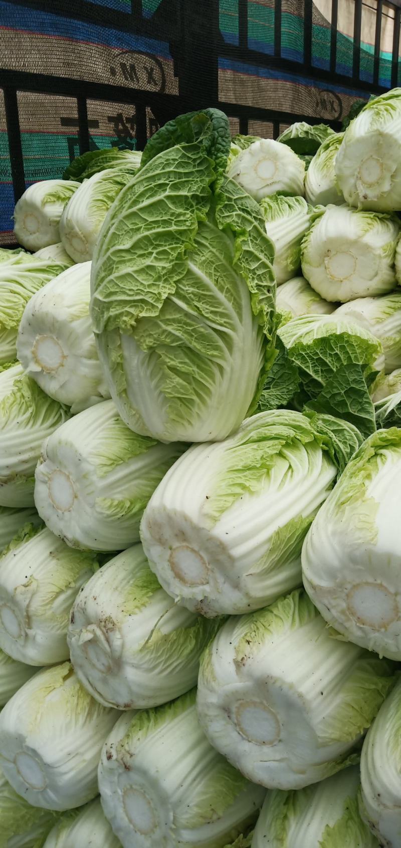 大白菜