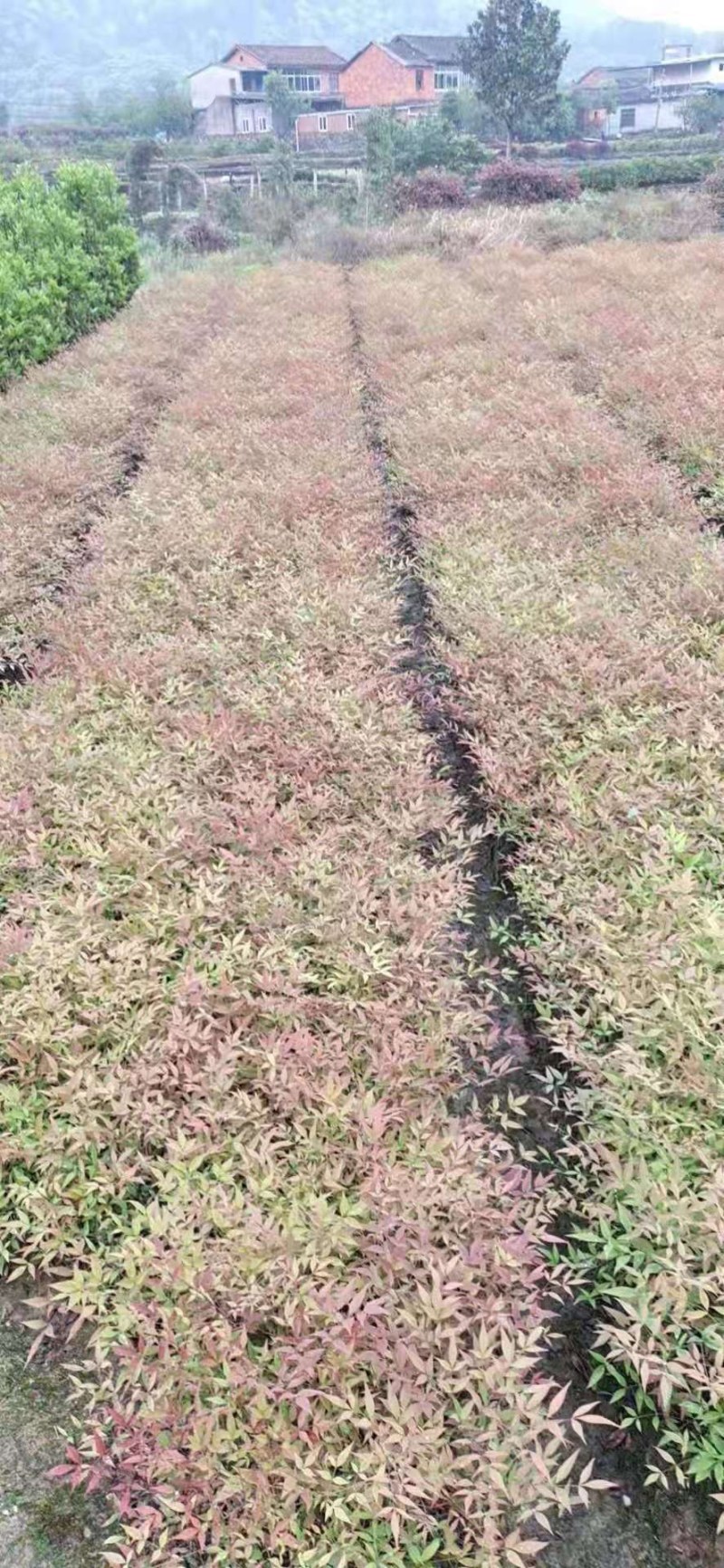 南天竹江西南天竹小苗大量供应