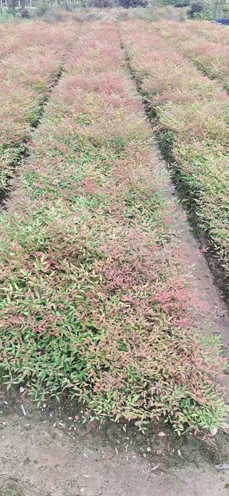 南天竹江西南天竹小苗大量供应