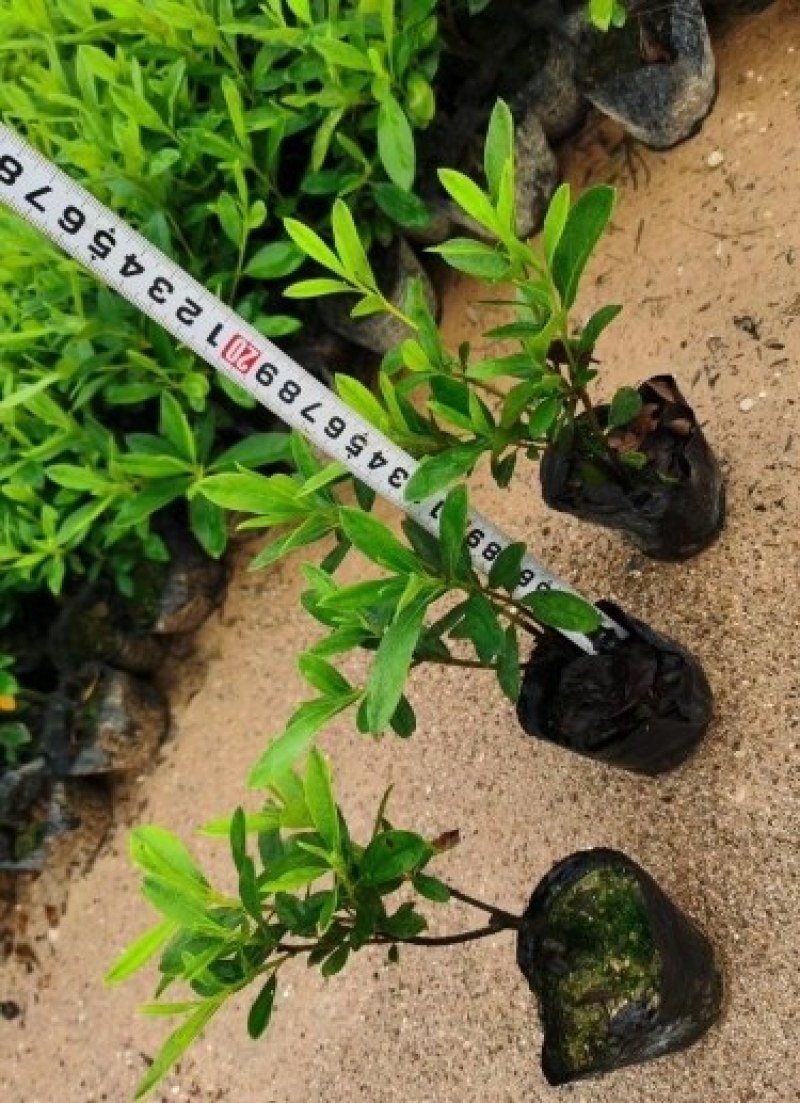 杜鹃杯苗江西毛杜鹃小苗大量供应