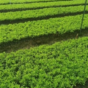 杜鹃杯苗江西毛杜鹃小苗大量供应