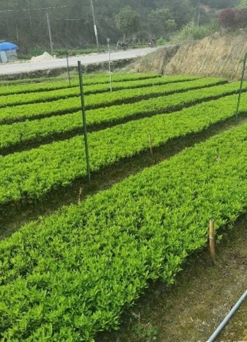 杜鹃杯苗江西毛杜鹃小苗大量供应