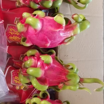 越南红心火龙果，大面积种植，产地直供，一手货源，量大价优