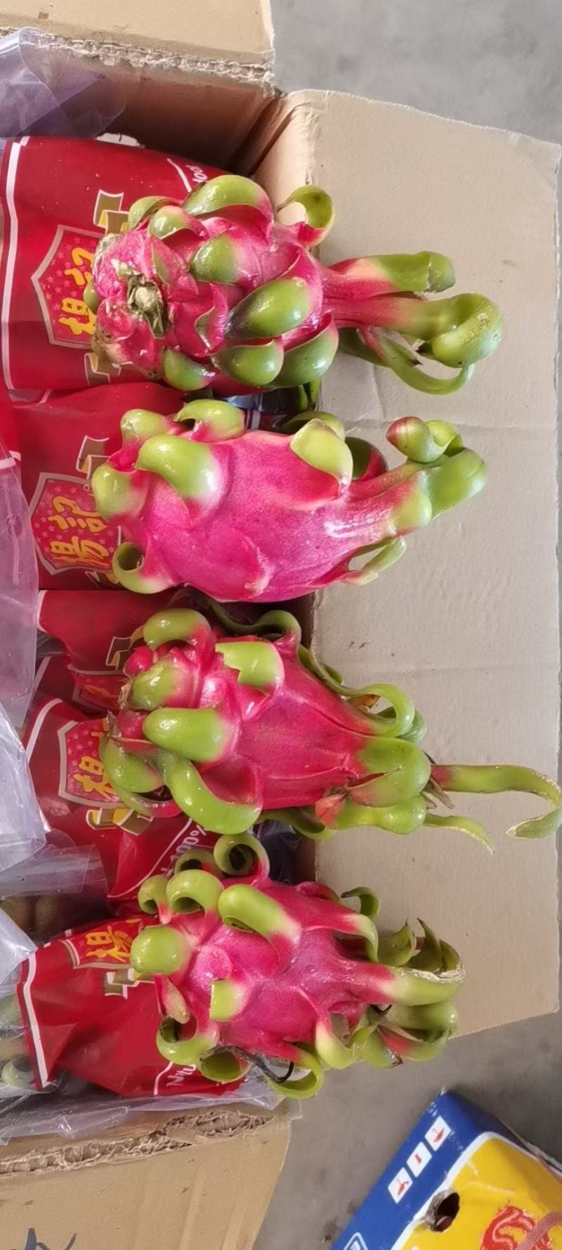 越南红心火龙果，大面积种植，产地直供，一手货源，量大价优