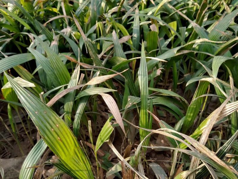 【质优价廉】自家种植家庭农场批发零售加拿利海枣一手货源