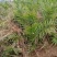【质优价廉】自家种植家庭农场批发零售加拿利海枣一手货源