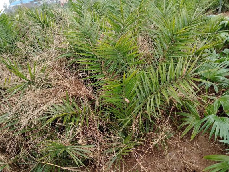 【质优价廉】自家种植家庭农场批发零售加拿利海枣一手货源