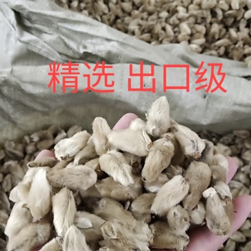 辛夷一手货源药食同源各种规格齐全价格电议香料