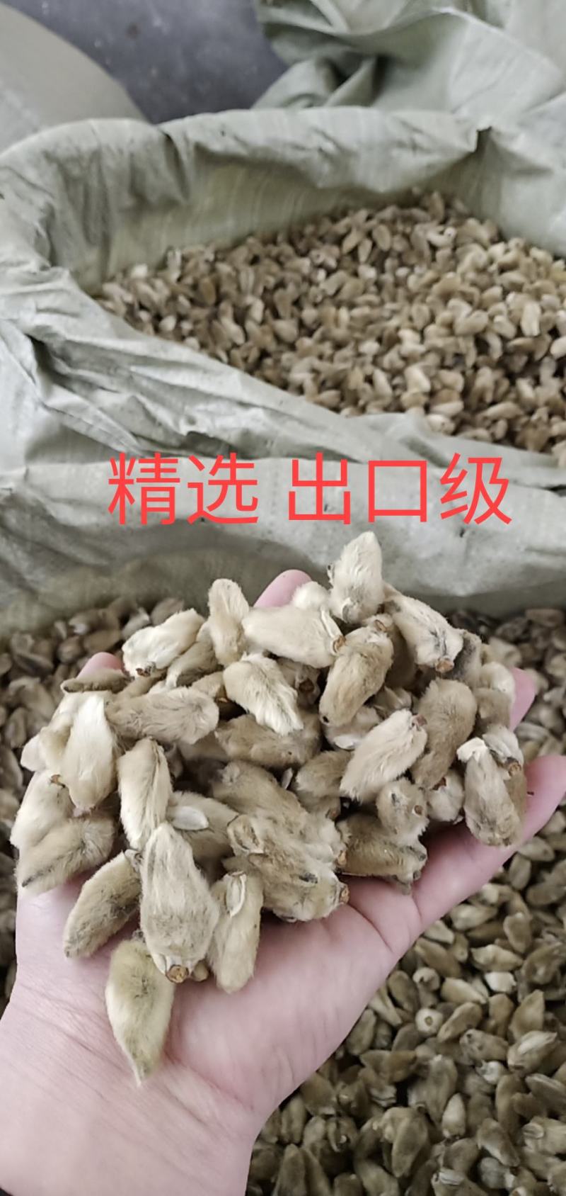 辛夷一手货源药食同源各种规格齐全价格电议香料