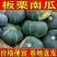 板栗南瓜沙漠种源绿粉面甜新西兰南瓜批发支持电商一件代发！