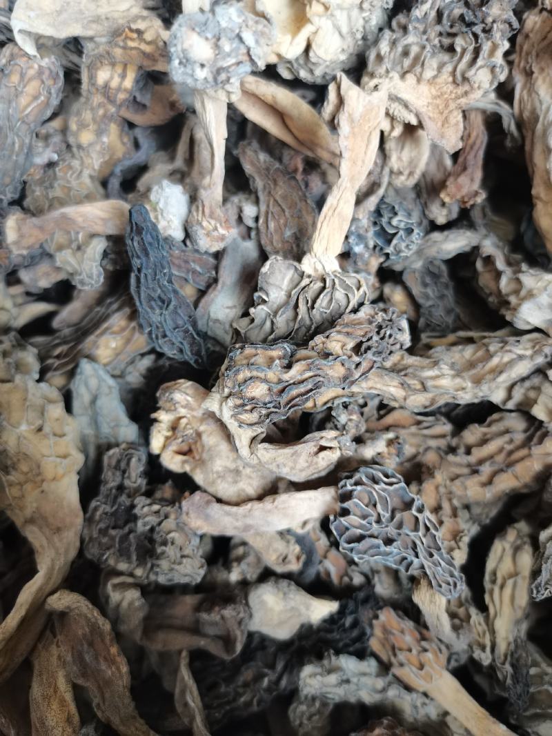 羊肚菌，野生羊肚菌，一手货源价格实惠，