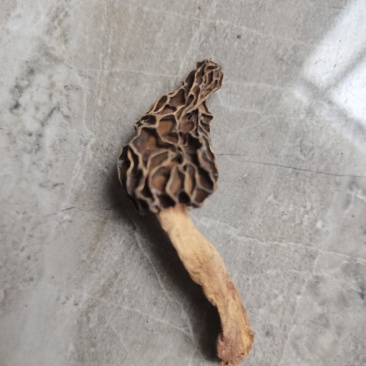 羊肚菌，野生羊肚菌，一手货源价格实惠，