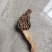 羊肚菌，野生羊肚菌，一手货源价格实惠，