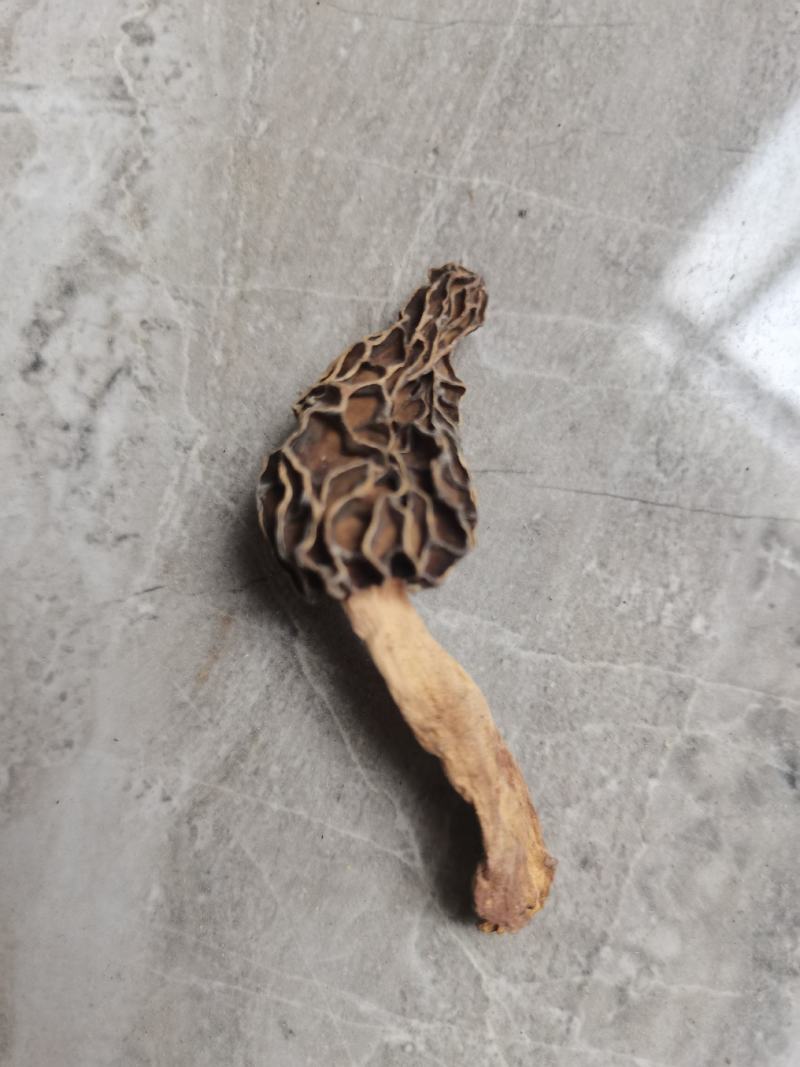 羊肚菌，野生羊肚菌，一手货源价格实惠，