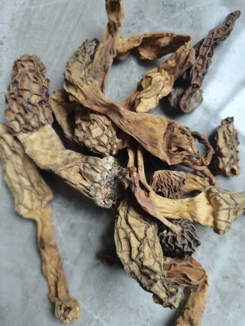 羊肚菌，野生羊肚菌，一手货源价格实惠，