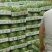 河南夏邑8424西瓜大量上市品质保证欢迎咨询下单