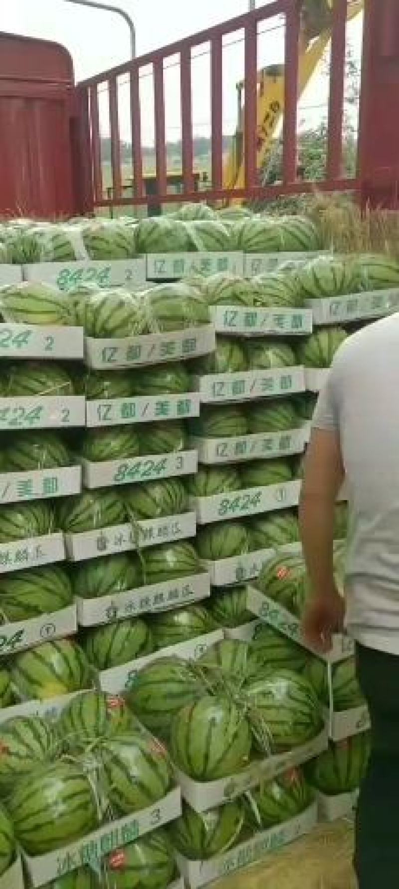 河南夏邑8424西瓜大量上市品质保证欢迎咨询下单