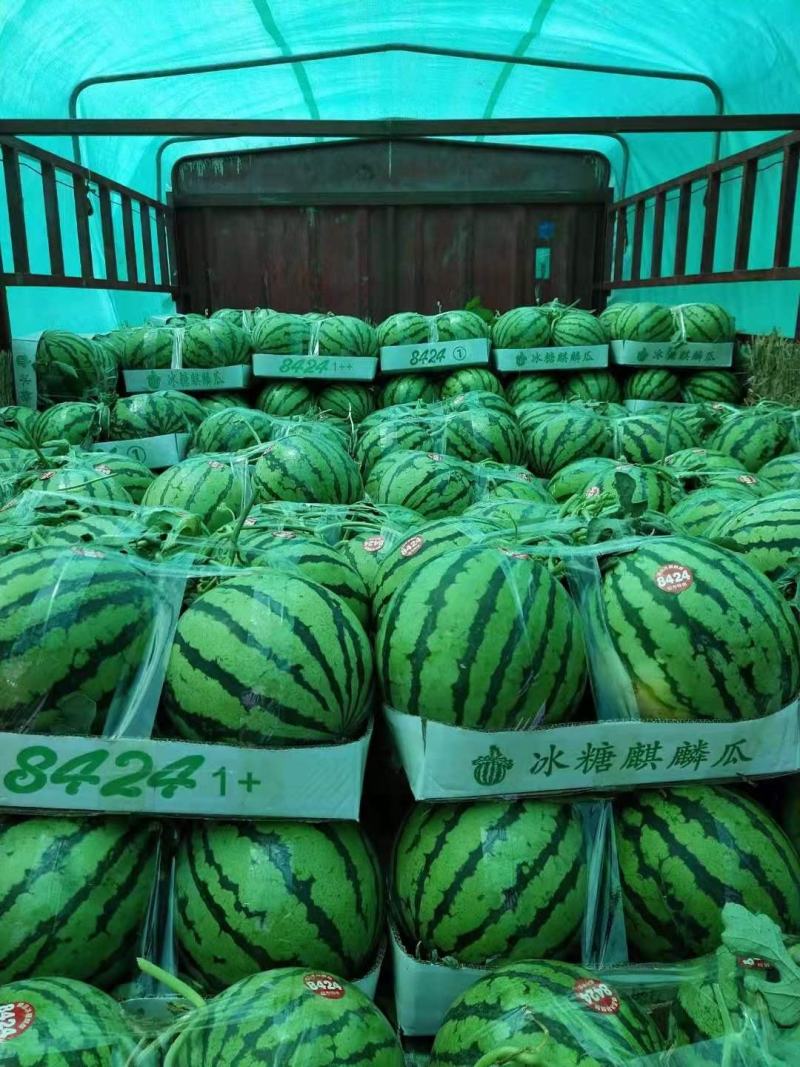 河南夏邑8424西瓜大量上市品质保证欢迎咨询下单