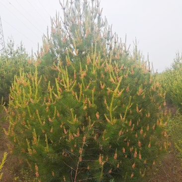山西运城高度3米白皮松，冠幅1.8米，二级白皮松批发价格