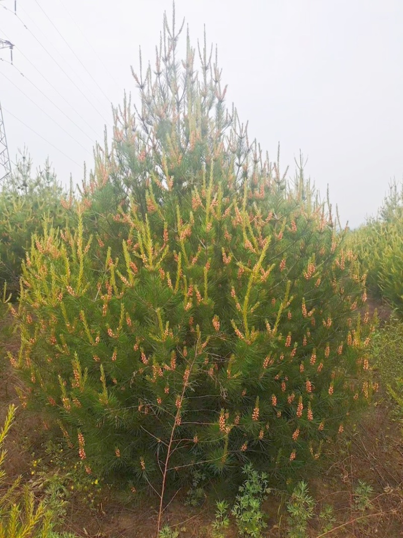 山西运城高度3米白皮松，冠幅1.8米，二级白皮松批发价格
