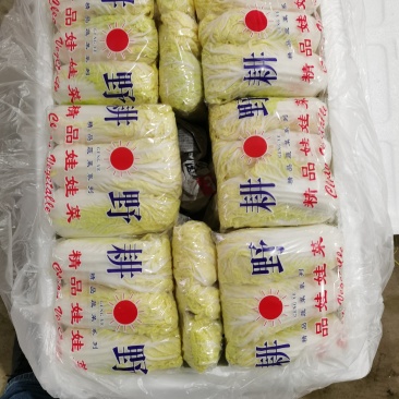 娃娃菜（黄）
