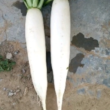白萝卜