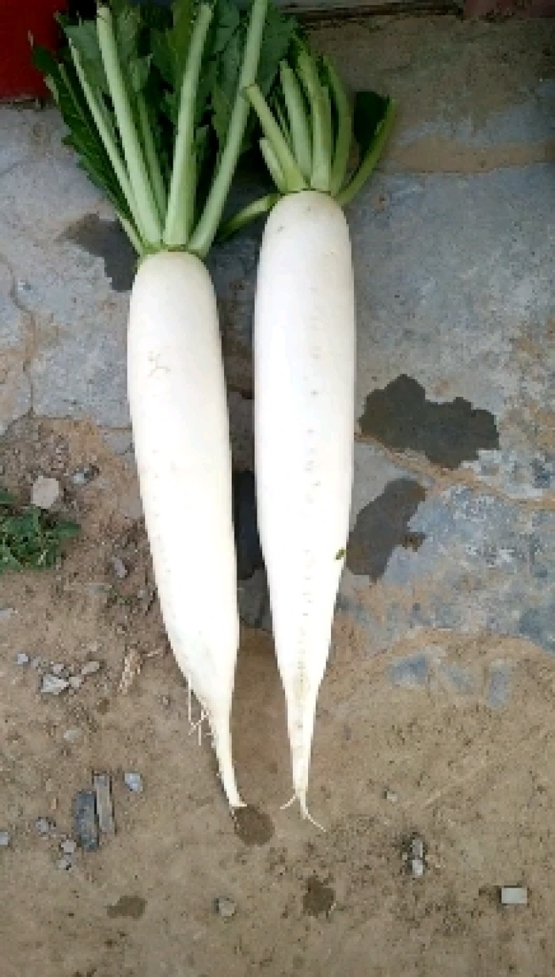 白萝卜