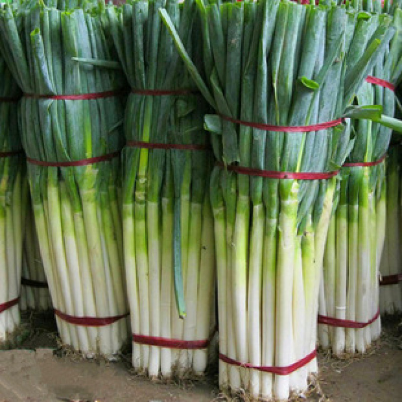 大葱，铁杆大葱