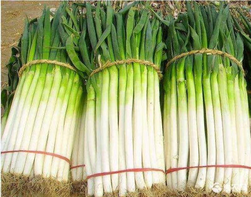 大葱，铁杆大葱