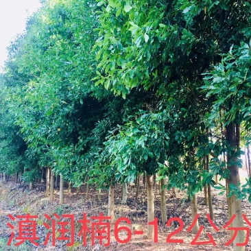滇润楠米径8分以上