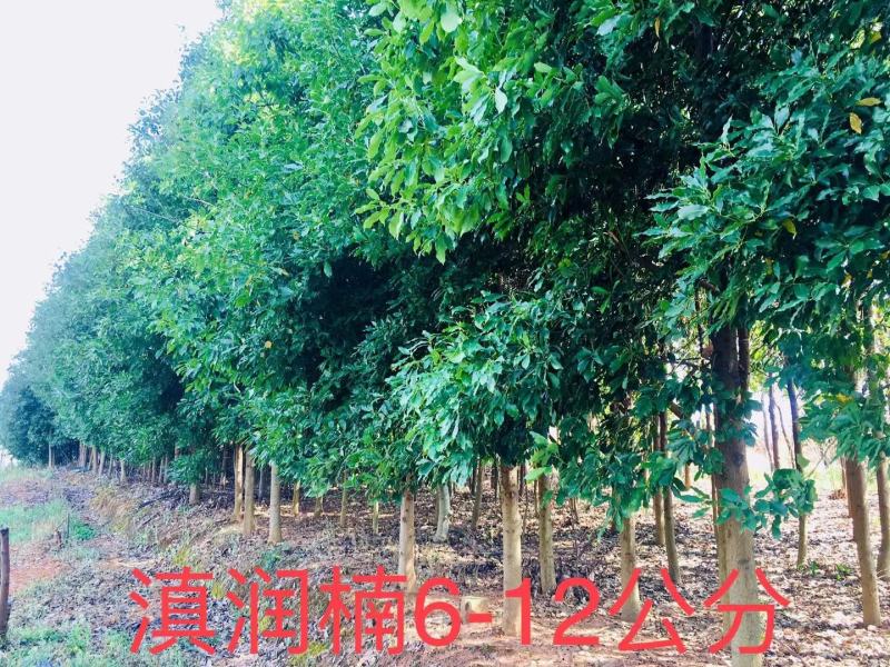 滇润楠米径8分以上