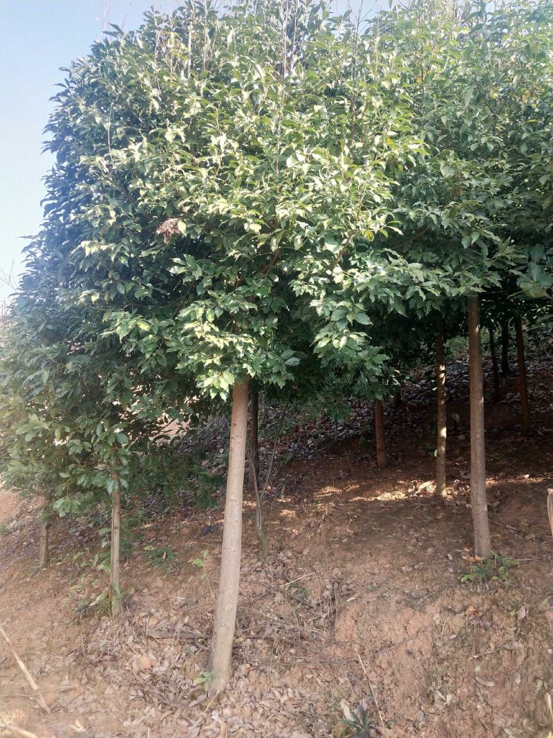 滇润楠米径8分以上