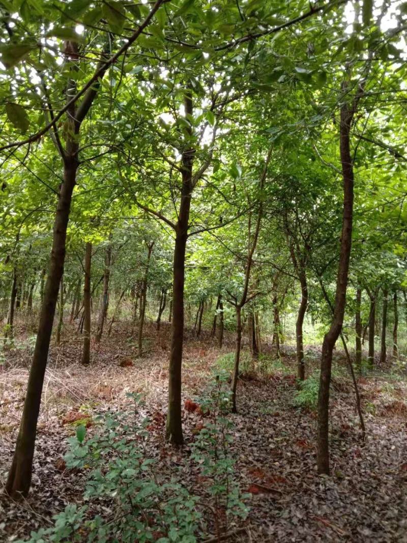球花石楠米径10公分