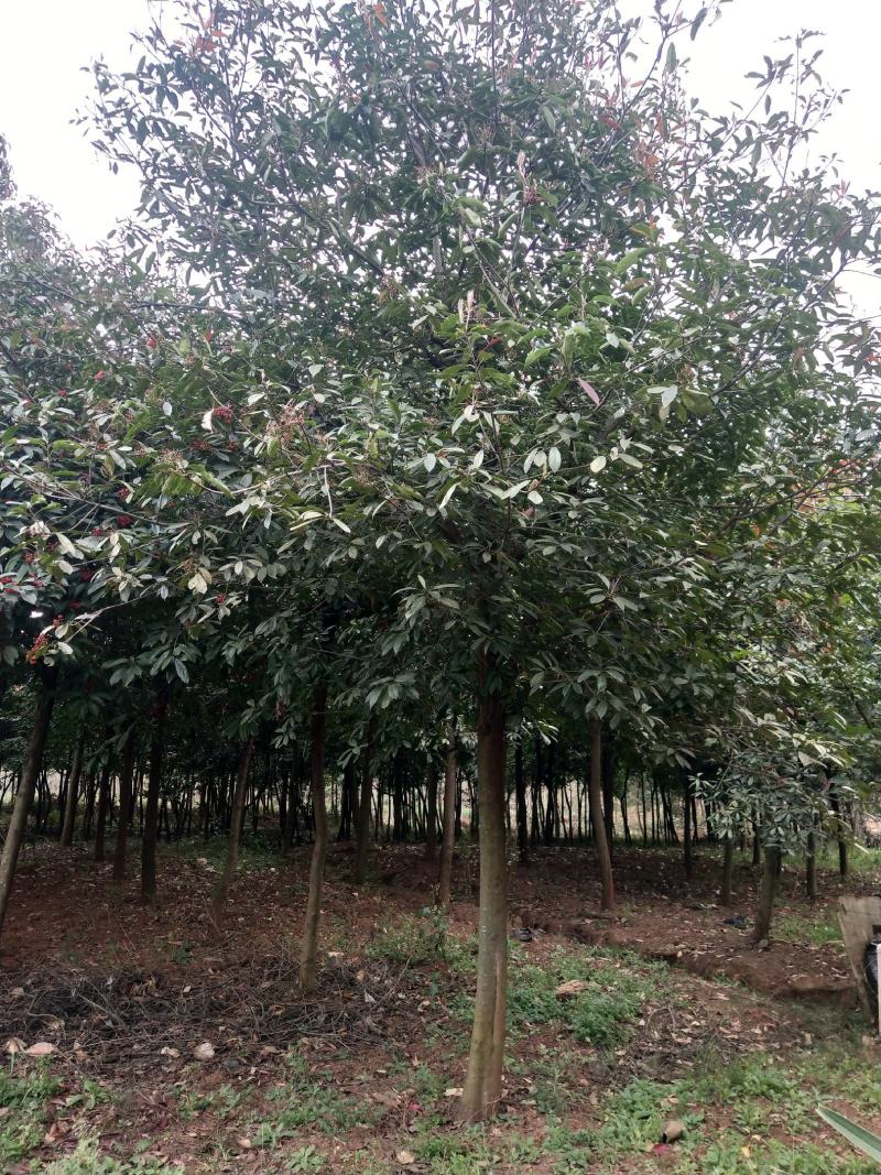 球花石楠米径10公分