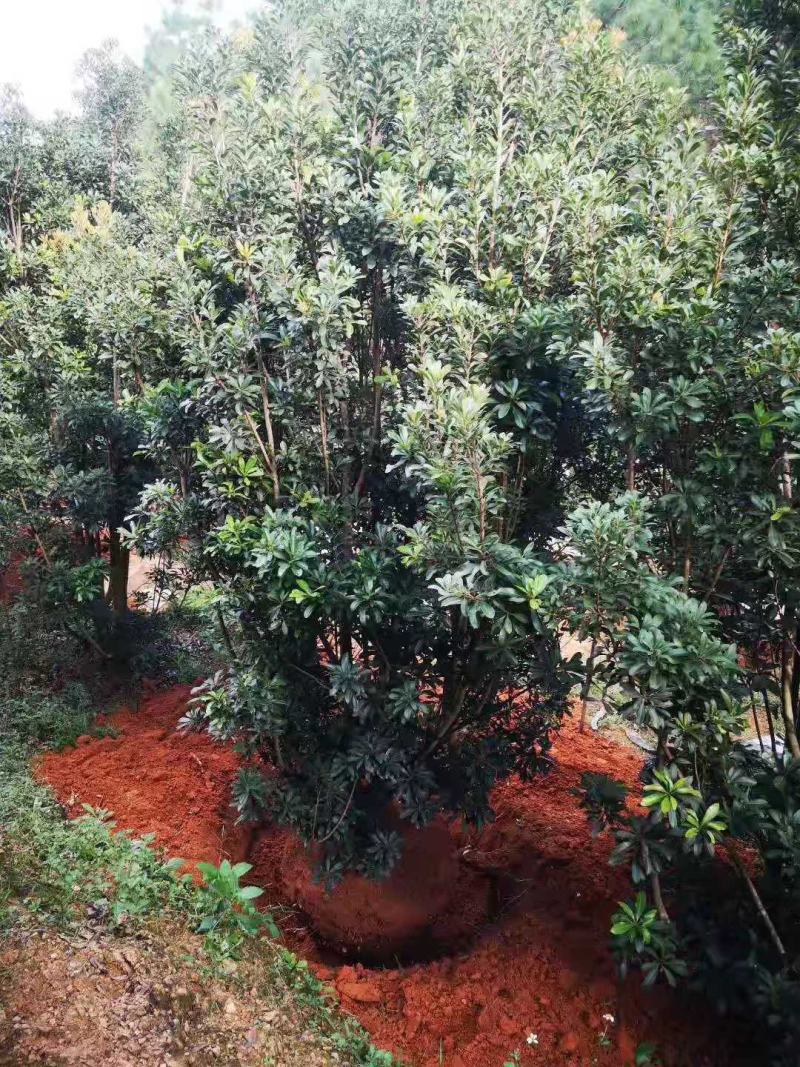 丛生杨梅树断根