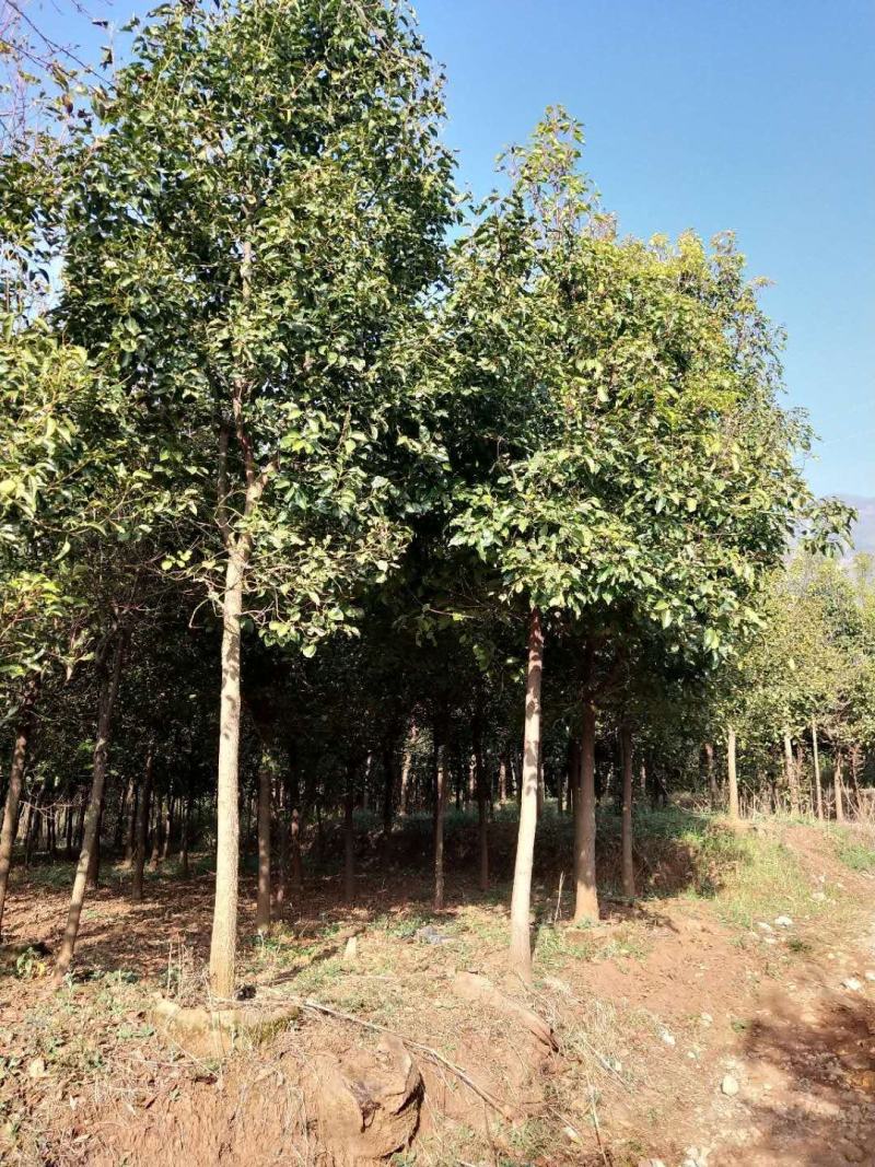 香樟生苗断根苗地袋苗熟苗