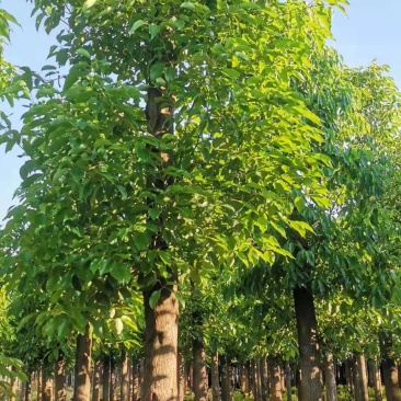 香樟生苗断根苗地袋苗熟苗