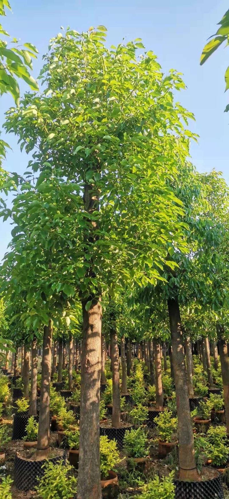 香樟生苗断根苗地袋苗熟苗
