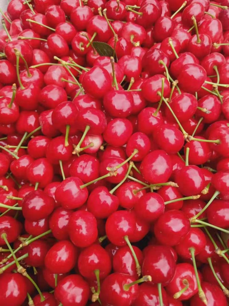 陕西铜川大樱桃4斤和5斤，现摘现发