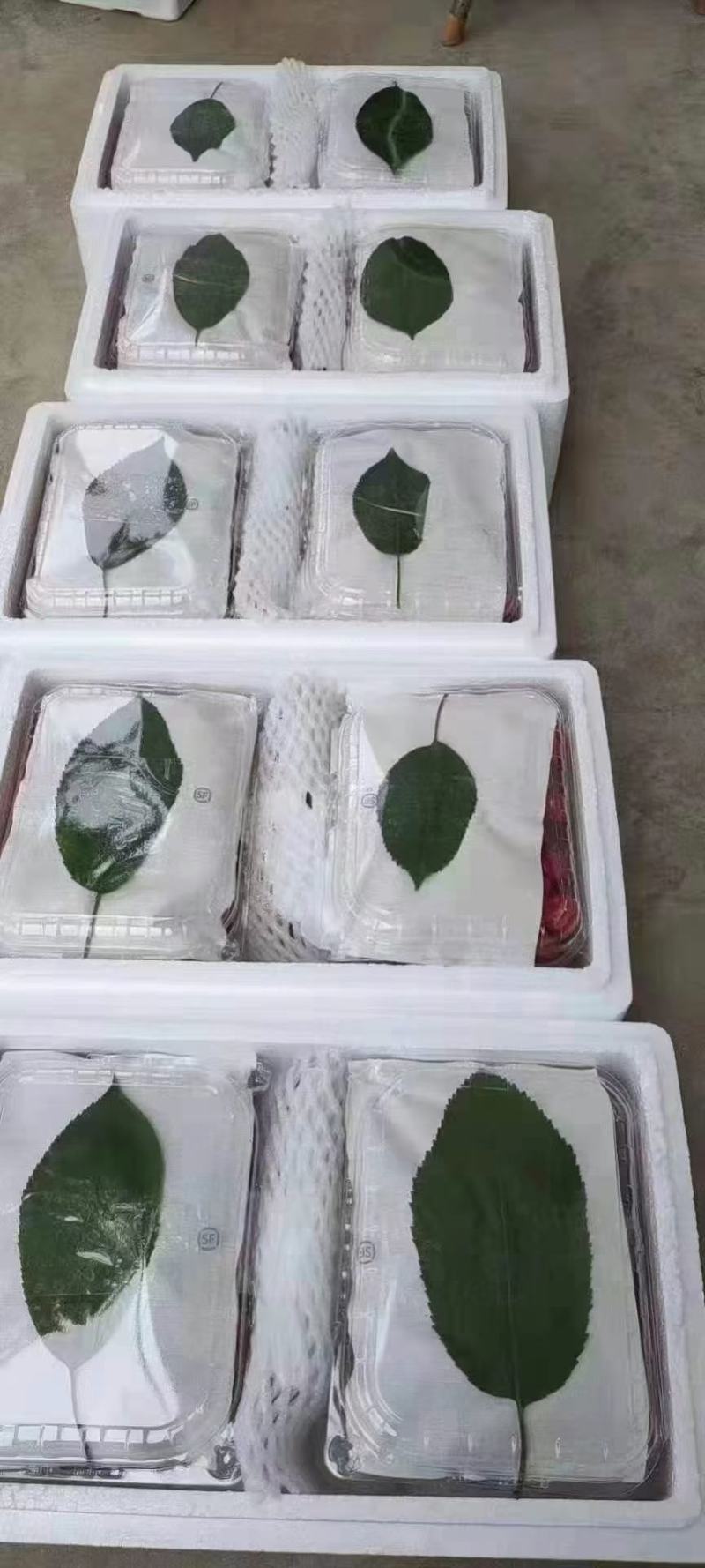 陕西铜川大樱桃4斤和5斤，现摘现发