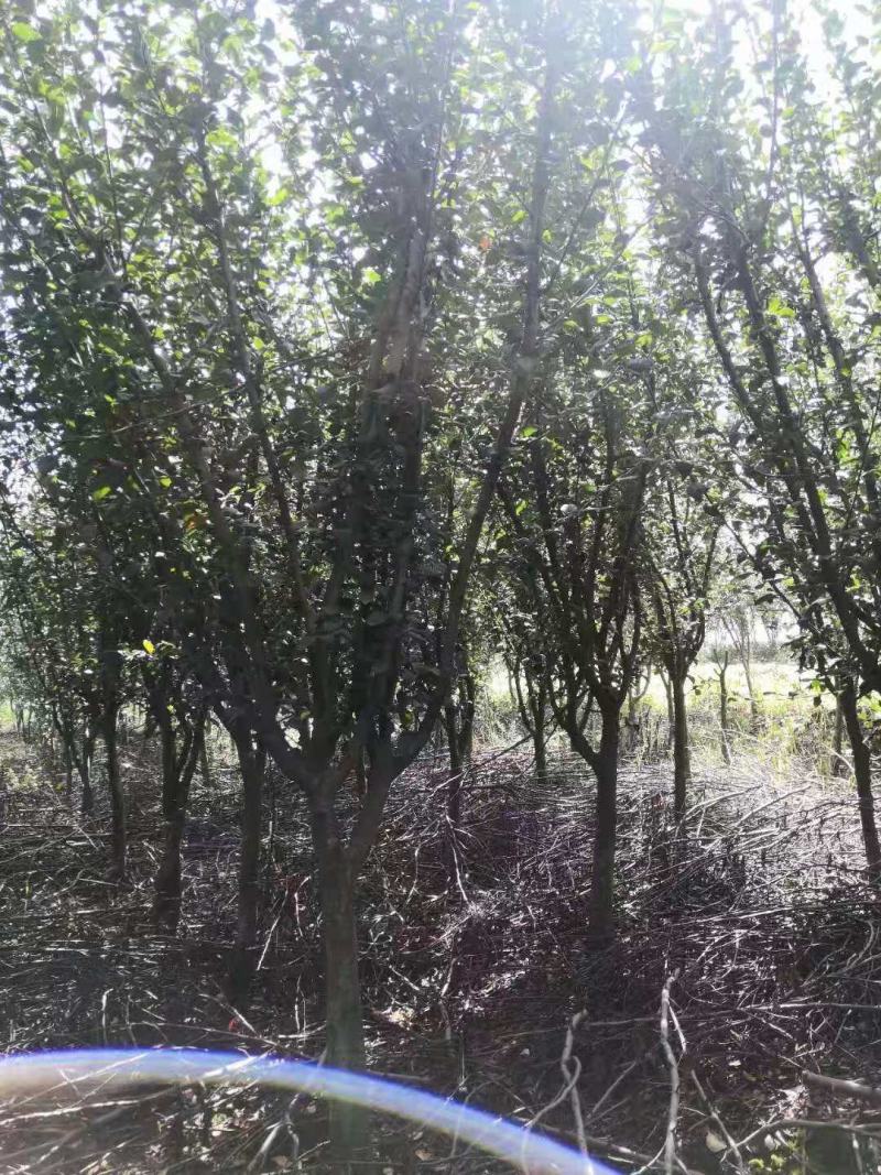 垂丝海棠地径3公分以上