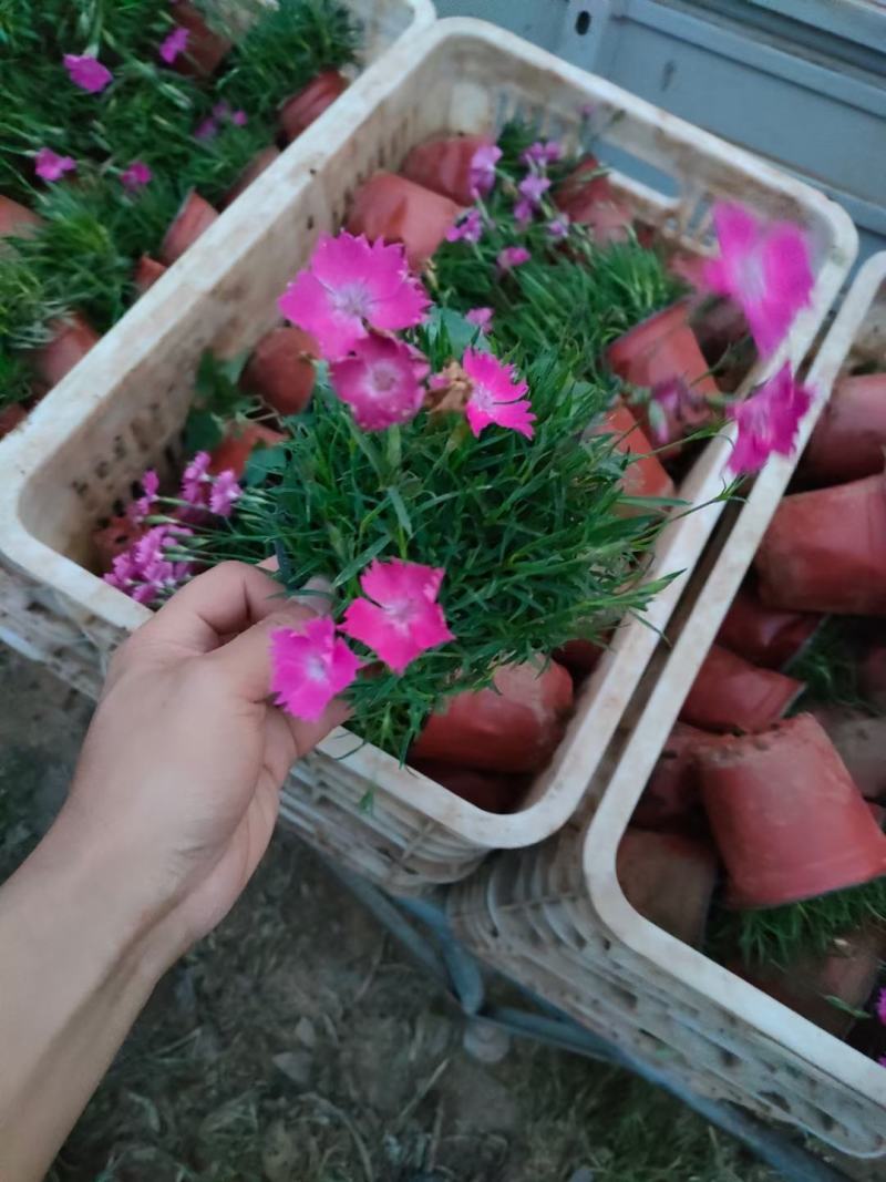 欧石竹，双色盆欧石竹，小皮桶欧石竹，欧石竹