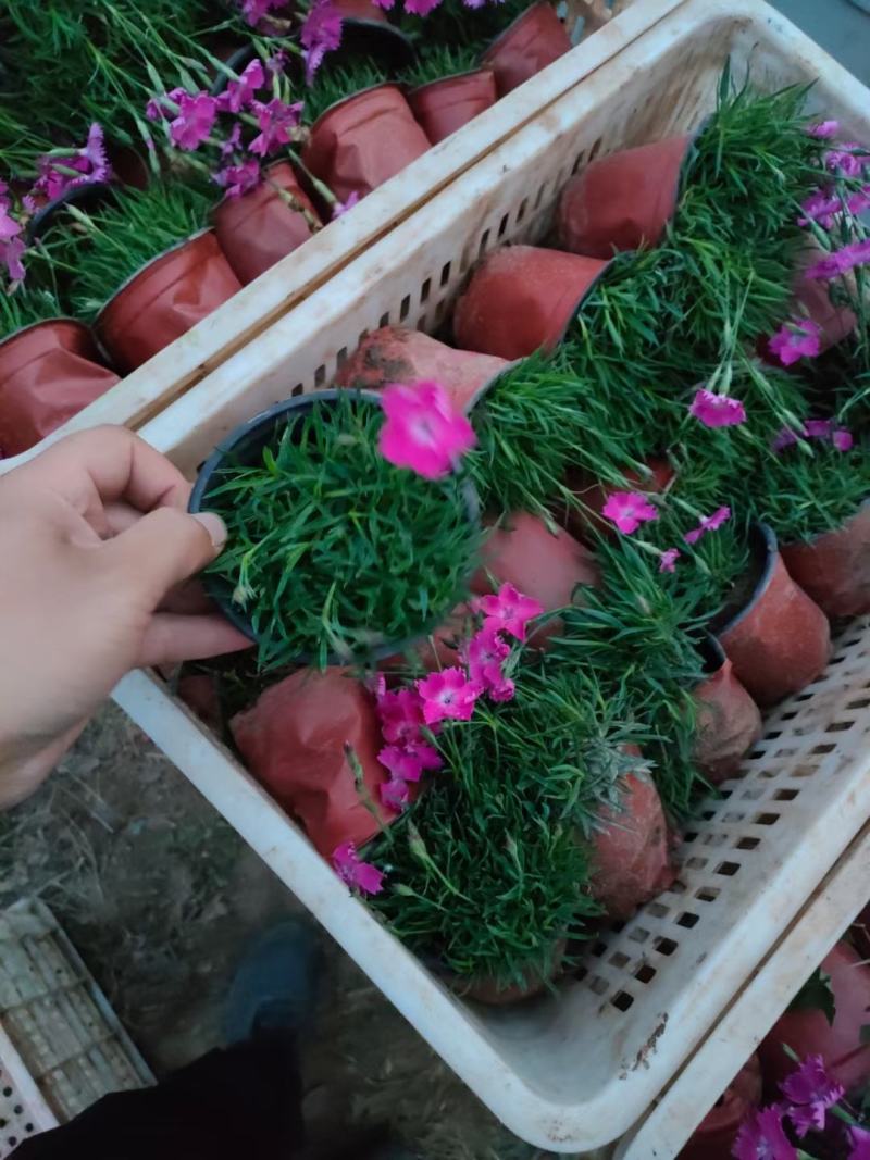 欧石竹，双色盆欧石竹，小皮桶欧石竹，欧石竹