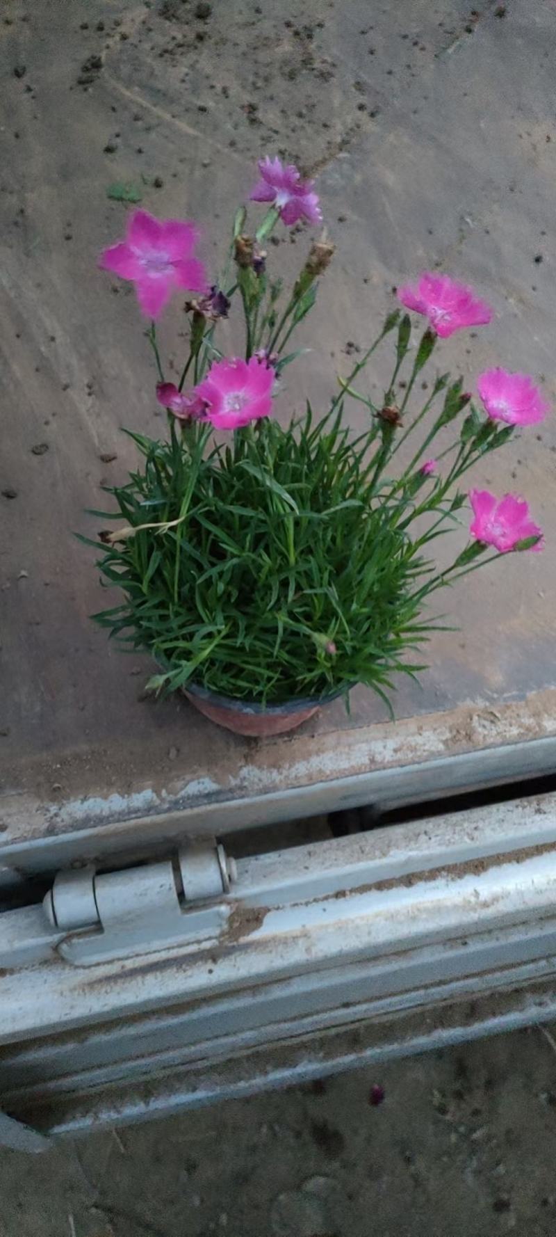 欧石竹，双色盆欧石竹，小皮桶欧石竹，欧石竹