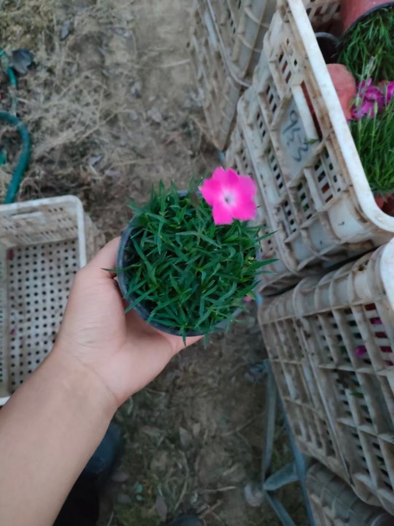 欧石竹，双色盆欧石竹，小皮桶欧石竹，欧石竹