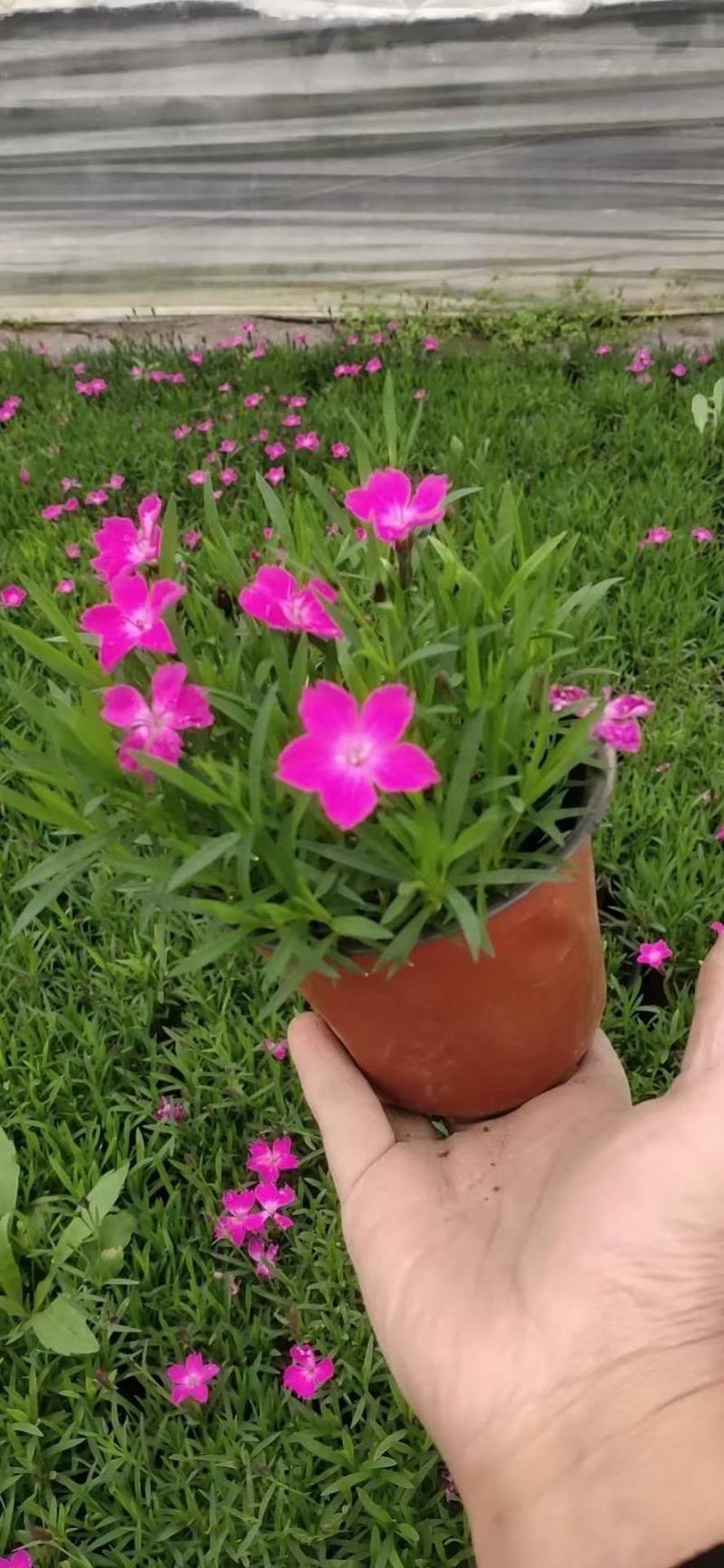 欧石竹，双色盆欧石竹，小皮桶欧石竹，欧石竹