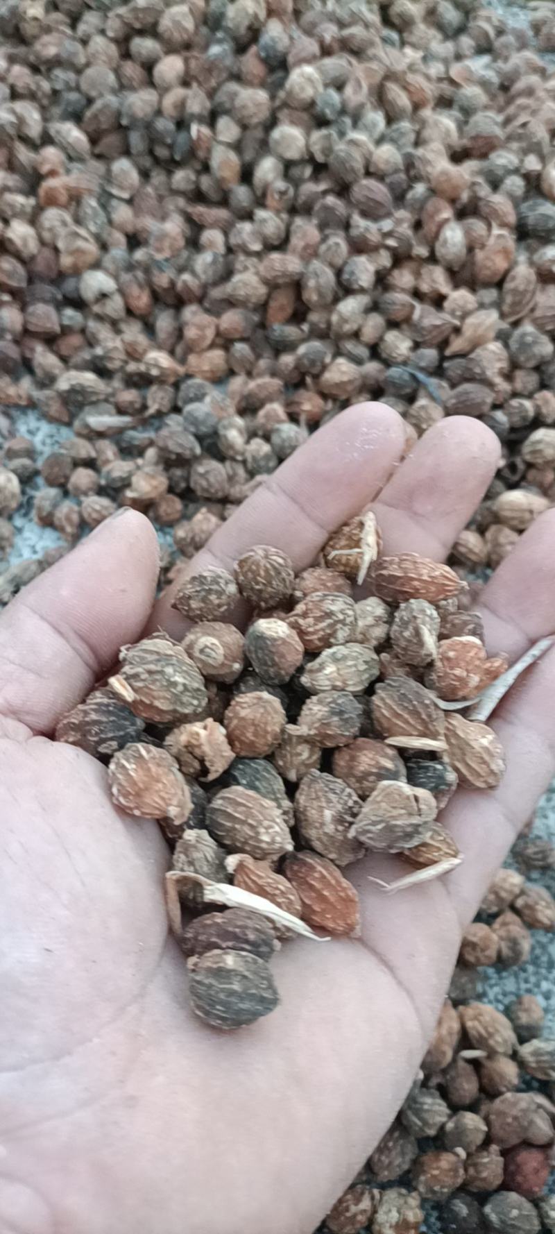 海南益智仁