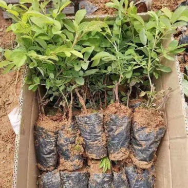 四季玫瑰苗营养杯玫瑰苗绿化玫瑰苗基地直供