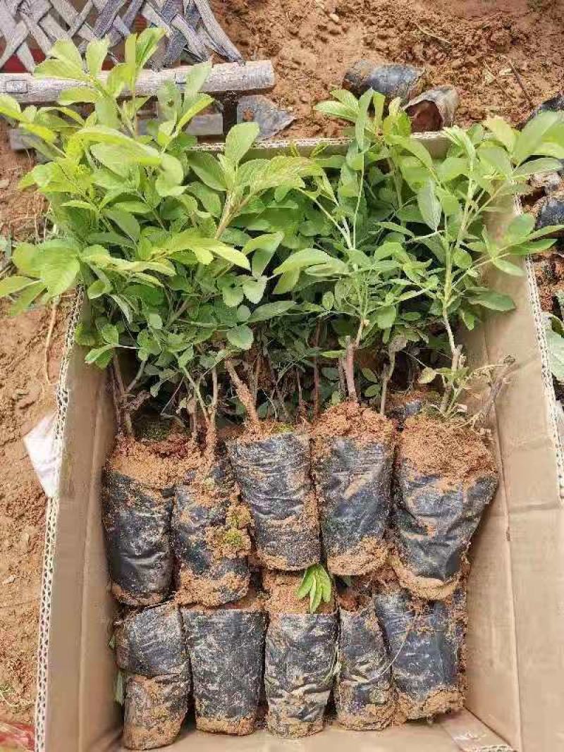 四季玫瑰苗营养杯玫瑰苗绿化玫瑰苗基地直供